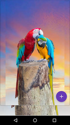 Flying Birds Live Wallpaper screenshot 3