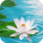 Lily on Water Live Wallpaper 1.0