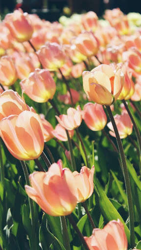 Tulips Wallpapers HD & 4k Backgrounds screenshot 7