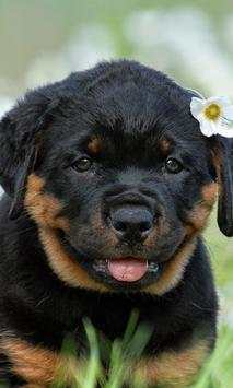 Rottweilers Dog New Wallpapers Themes screenshot 2