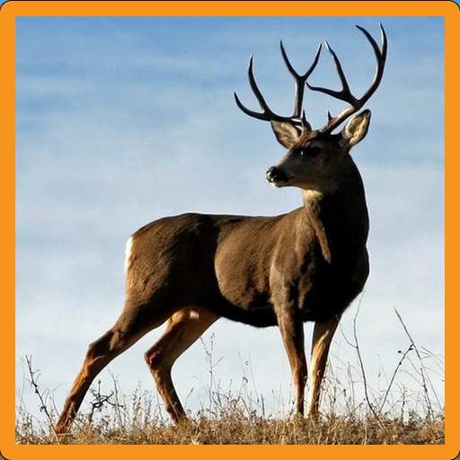 Deer Memory Game 3.0