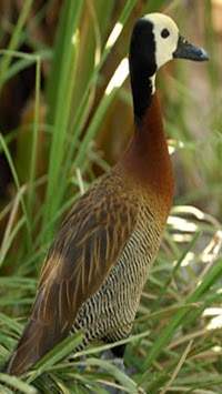 Birds live wallpaper स्क्रीनशॉट 6