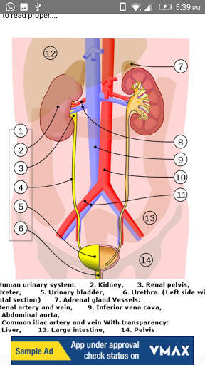 Human Anatomy: Body Parts Guide screenshot 7