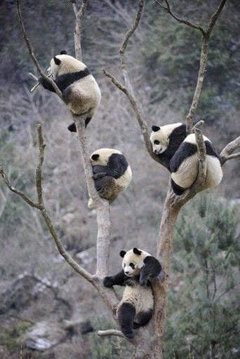 Panda Wallpaper - Cute Panda Wallpapers 🐼 screenshot 22