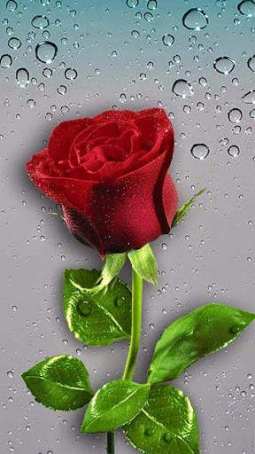 Red Roses Love GIF screenshot 3