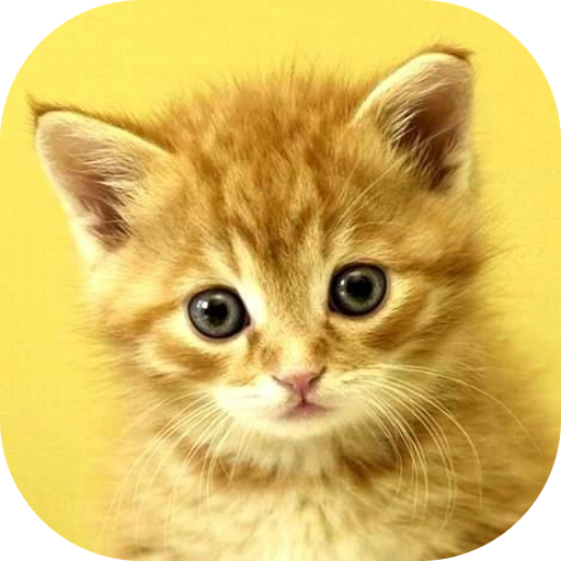 Baby Animals Game icon