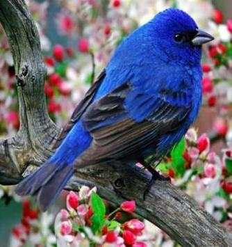 bird wallpaper screenshot 5