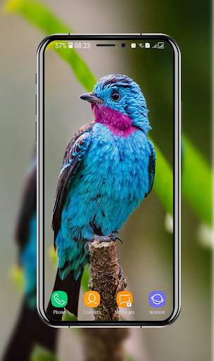 Birds Wallpaper screenshot 5