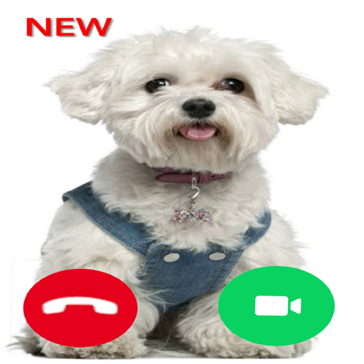 Cute Maltese Dog Call! Fake Video Call icon