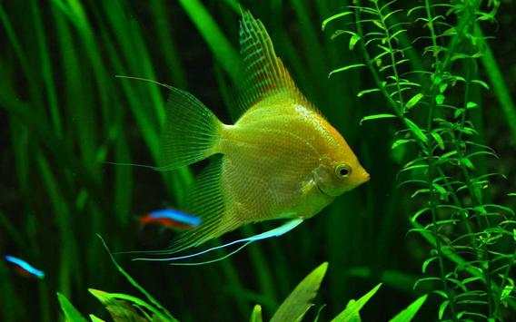 Fishes Aquarium screenshot 7