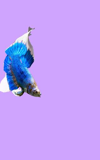 Betta Fish 3D Lite screenshot 10