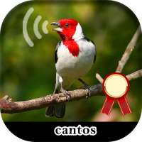 Song of galo de campina