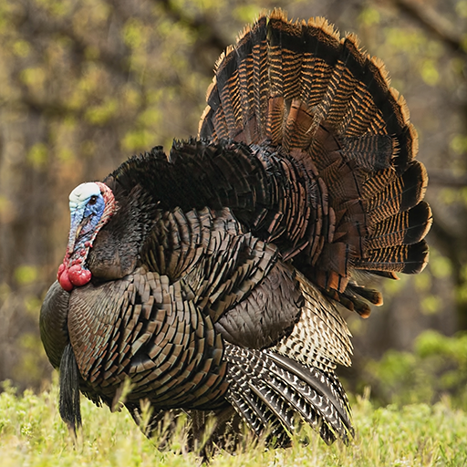 Turkey Calls icon