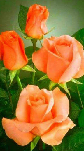 Flowers And Roses Animated Images Gif pictures 4K 3 تصوير الشاشة