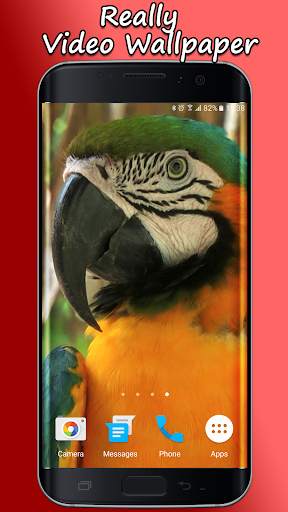 Parrot Live Wallpaper screenshot 1