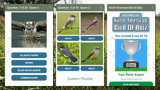 North American Bird ID Quiz screenshot 3