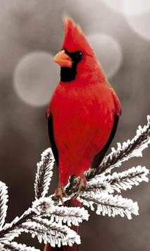 Cute Birds Wallpaper स्क्रीनशॉट 5