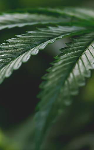 Weed Wallpaper screenshot 6