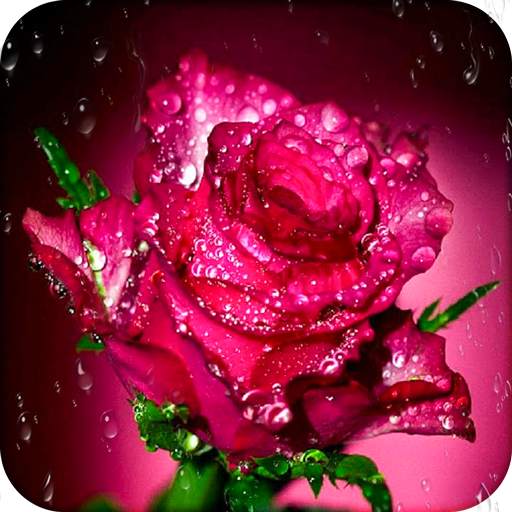 Rose Wallpaper HD 1.4