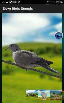Dove Birds Sounds screenshot 2