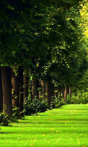 HD Forest Live Wallpaper screenshot 10
