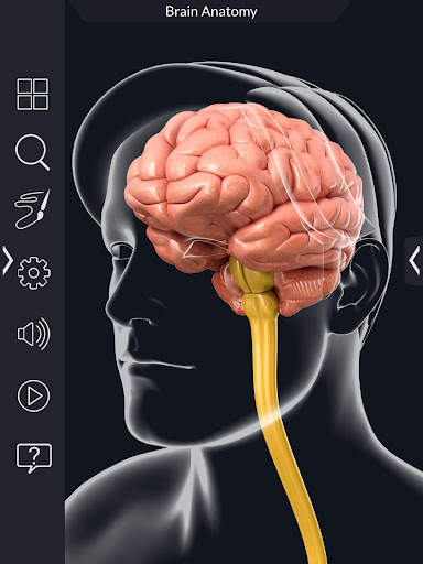 My Brain Anatomy screenshot 7