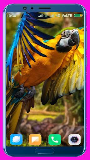 Parrot HD Wallpaper 5 تصوير الشاشة