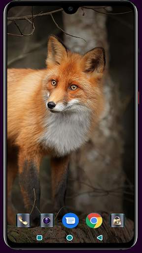 Fox Wallpaper 4K Latest screenshot 10