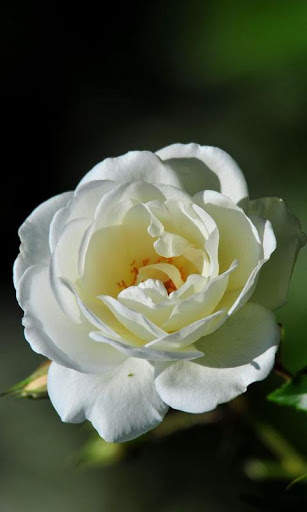 HD Rose Flowers Live Wallpaper screenshot 11