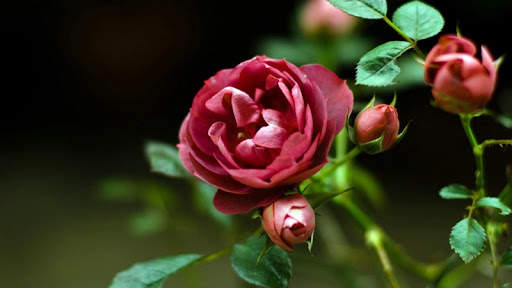 Red Rose Wallpapers screenshot 3