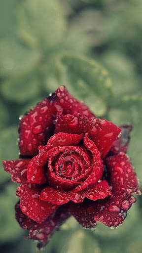 Rain Rose Wallpapers screenshot 6