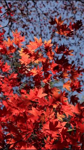 Autumn Video Wallpapers screenshot 1