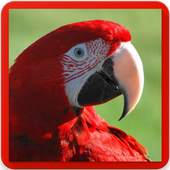 Macaw Parrot Bird Sound 2.1.0