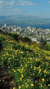 Palestine Wallpapers HD screenshot 18