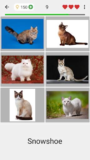 Katzen: Foto-Quiz über alle beliebten Katzenrassen screenshot 2