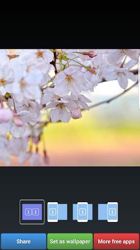 Sakura Cherry Blossoms HD Wall screenshot 7