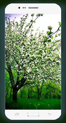 Spring Wallpaper HD screenshot 15