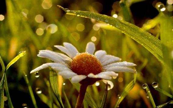 Daisy Photo LWP screenshot 6