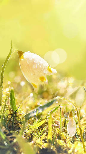 Dew On Flower Live Wallpaper screenshot 1
