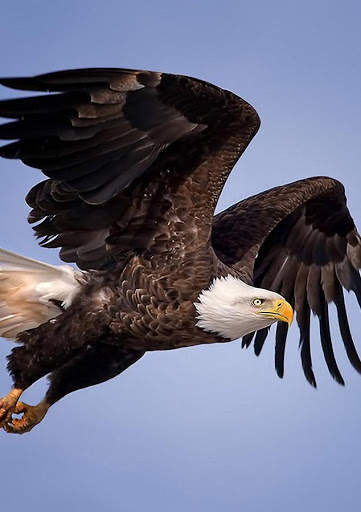 Eagle HD Wallpaper screenshot 3