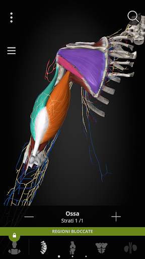 Anatomyka - Anatomia 3D screenshot 5