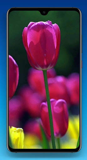 Beautiful Flower Wallpaper HD screenshot 7