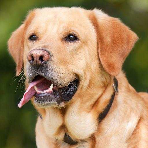 Dog Sounds - Dog Barking Ringtones 2.2