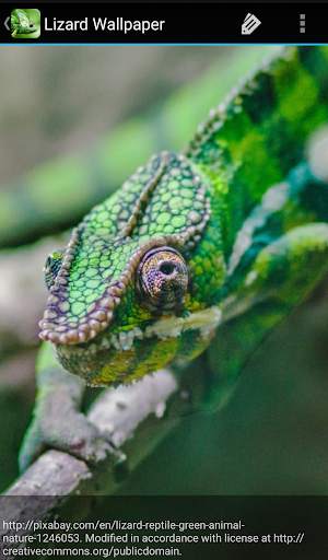 Lizard Wallpaper screenshot 5