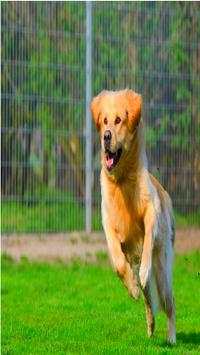 Dog Sounds 3 تصوير الشاشة