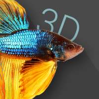 Betta Fish 3D -  3D Live Wallpaper