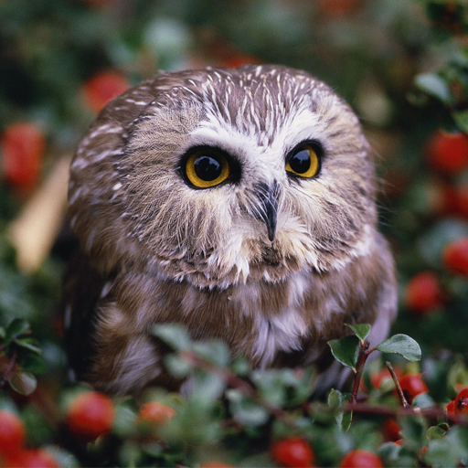 Owls Live Wallpaper icon