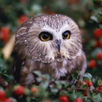 Owls Live Wallpaper