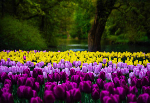 Tulips Wallpapers HD & 4k Backgrounds screenshot 14