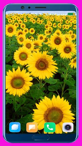 Sunflower HD Wallpaper screenshot 9